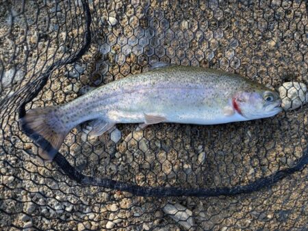 スプーンとミノーに好反応